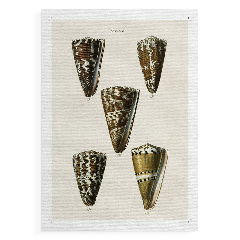 Collection Cone Shell - impression sur toile seulement - non encadrée, H 18 po x l 12 po