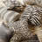 Safari Épinglé Fabric-31247151