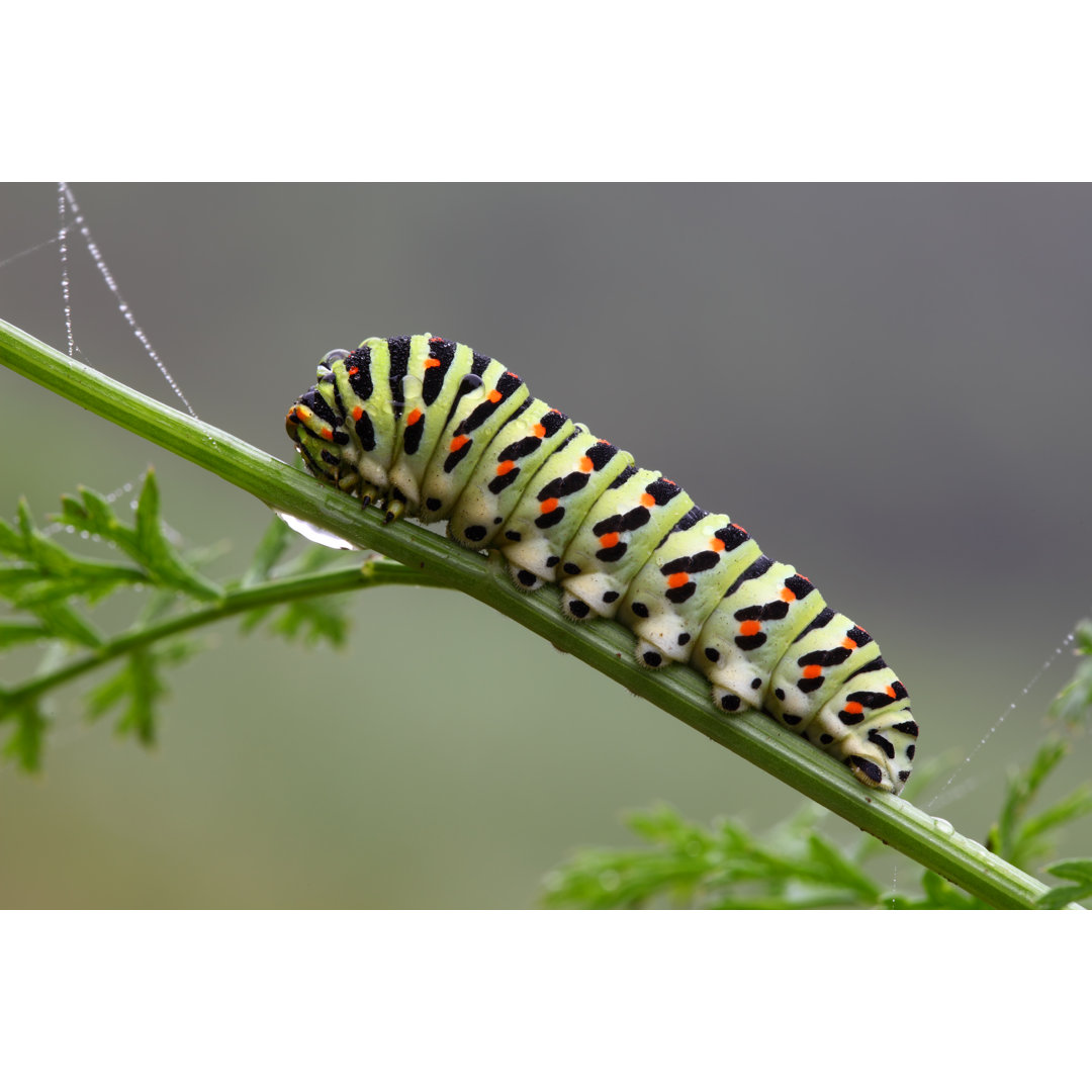 Closeup Of Caterpillar von SemenovIgor - No Frame Fotografie auf Leinwand