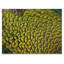 «Green Peacock Feathers II», reproduction d'art sur toile-872380158-872380106