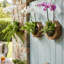 Staghorn Fern Kit de fixation Cadre de plantation suspendu Support à plante en bois pour orchidées et herbes