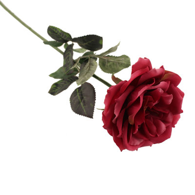 Duchess-De-Brabant Roses Stems