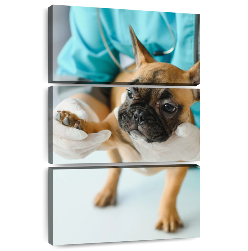 Pet Care, 38" H x 24" W