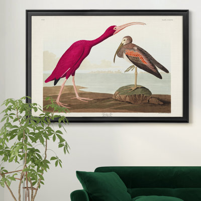 " Scarlet Ibis "