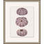 Mauve Shell Study 5 Print