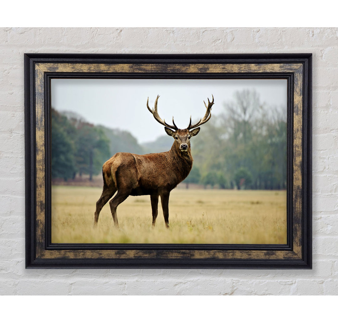 Red Deer Beauty - Einzelner Bilderrahmen Kunstdrucke