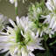 33cm Faux Flowering Plant in Pot Liner-75959753