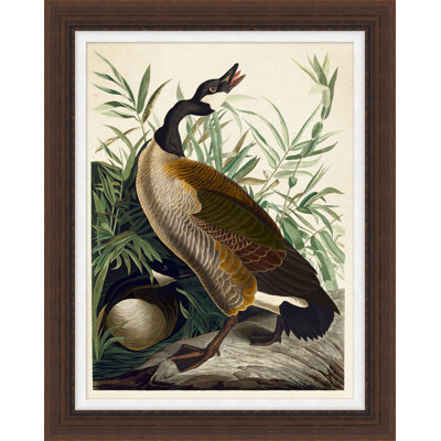 Audubon's Duck - Peinture encadrée sur papier