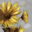 Fleurs de montagne arnica | Décoration d'intérieur en toile grise grise