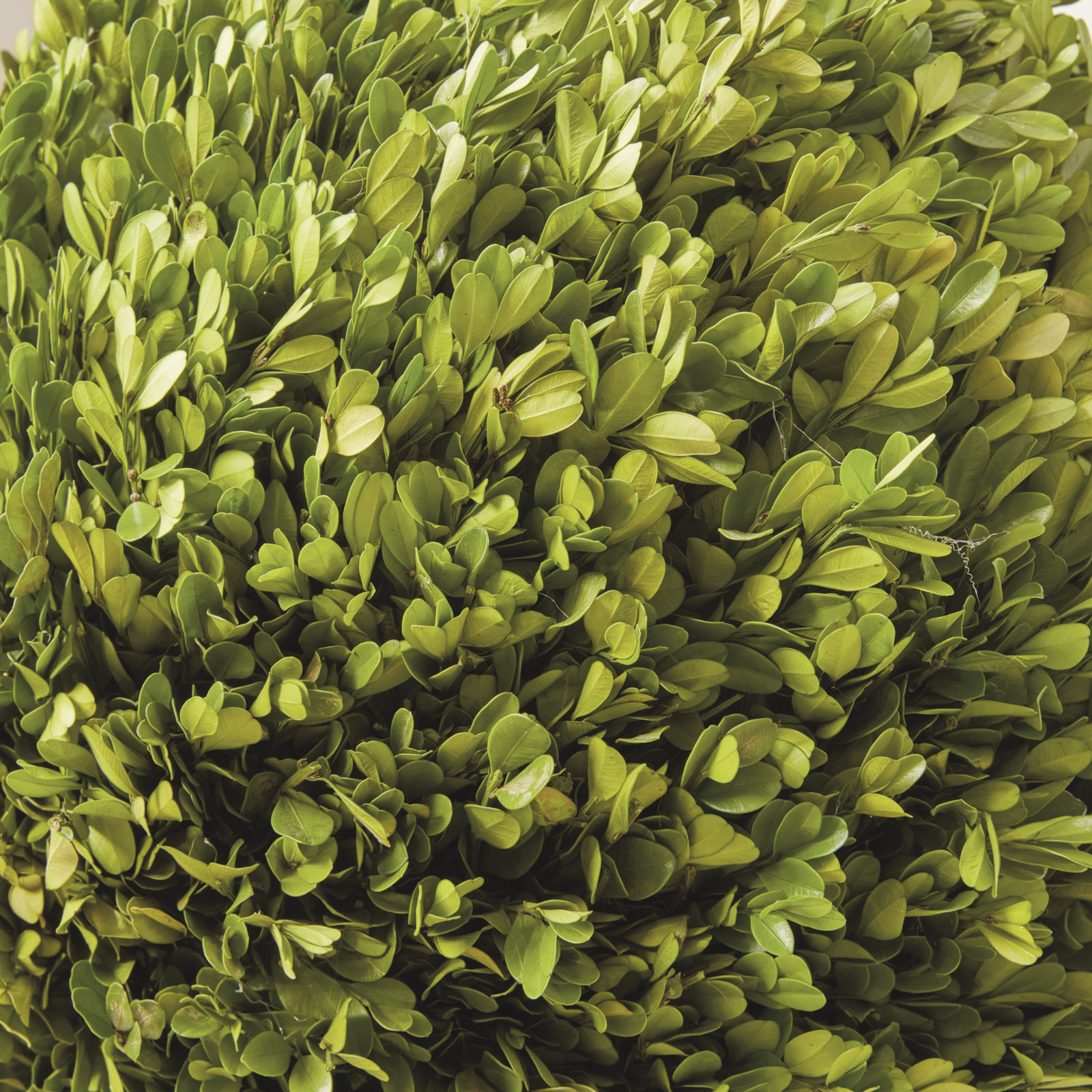 Alby 10" Boxwood Topiary in Pot, 9.8'' H X 9'' W X 9'' D