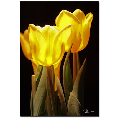 « yellow tulipes iii » par martha guerra, reproduction de photo sur toile