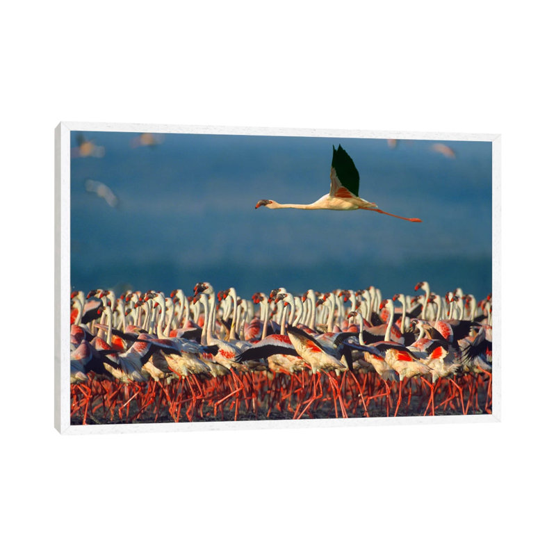 Lesser Flamingo Flying Over Flock, Lake Nakuru, Kenya 1 Piece Wall Art on Canvas, 101.6 cm H x 66.04 cm W, White Framed