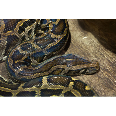 " Close-up Of Burmese Python " by Wrangel