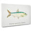 Illustration of a Pilchard by F.E. Clarke - Wrapped Canvas-55359401