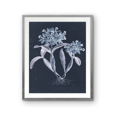 Guarianthe Skinneri Framed Graphic Art