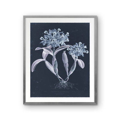 Guarianthe Skinneri Print by Porter Design
