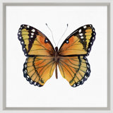 Butterfly Study 5' Framed Graphic Art Print on Glass