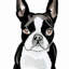 « boston terrier », reproduction de peinture à l’aquarelle encadrée sur toile encadrée-22057388