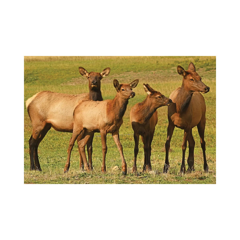 Elk Cows And Calves 1 Piece Wall Art on Canvas, 20.32 cm H x 30.48 cm W, Wrapped Canvas