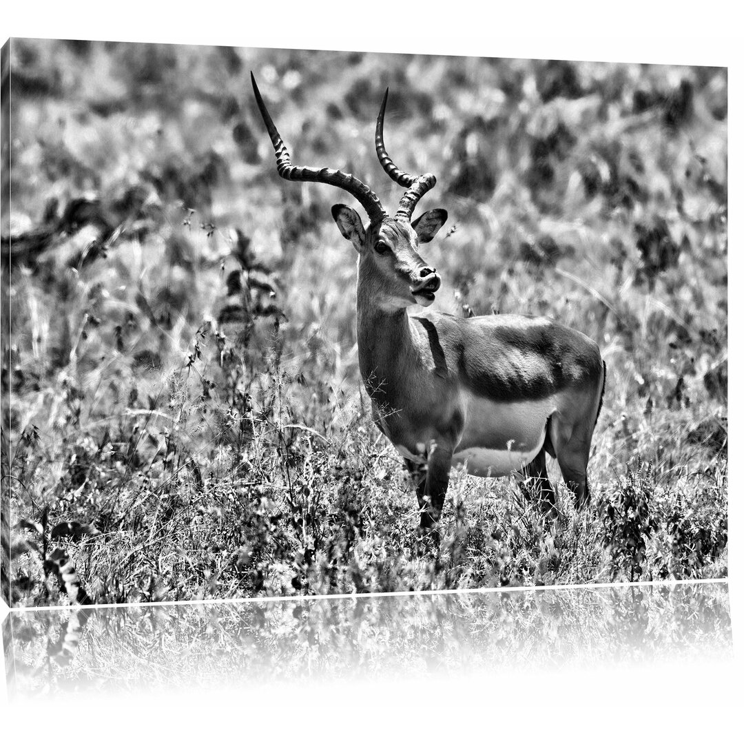 Leinwandbild Dorkasgazelle im Wildgras in Monochrom