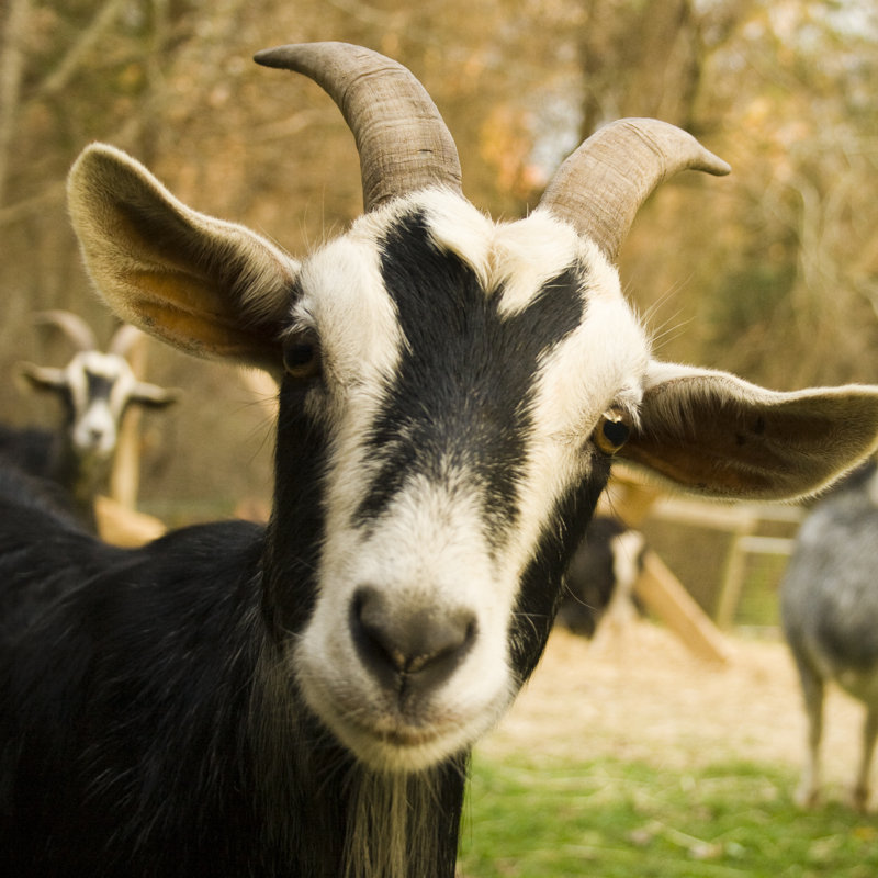 An Image Of A Beautiful Curious Goat by Photogress - Wrapped Canvas Print, 122cm H x 122cm W x 3.8cm D