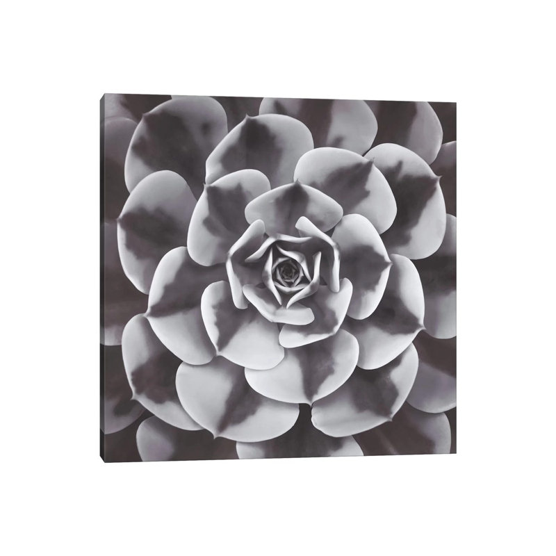 Natural Design III by Assaf Frank - Wrapped Canvas Print, 66.04 cm H x 66.04 cm W x 1.91 cm D