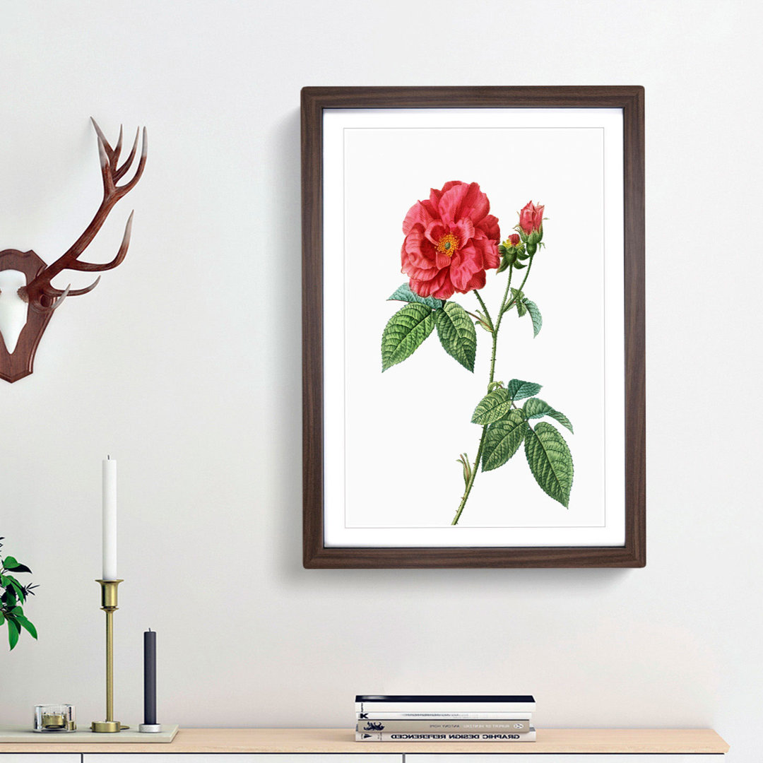 Blooming French Roses by Pierre-Joseph Redoute - Picture Frame Art Print
