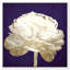 Violet violet, fleur de luxe - impression-72525456-72525457