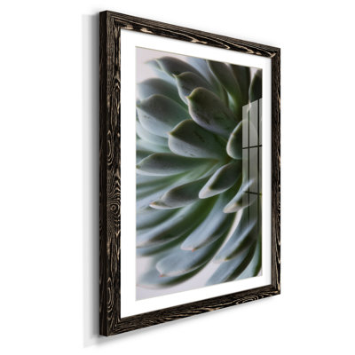 Zen Succulent II - reproduction de photo sur papier encadrée