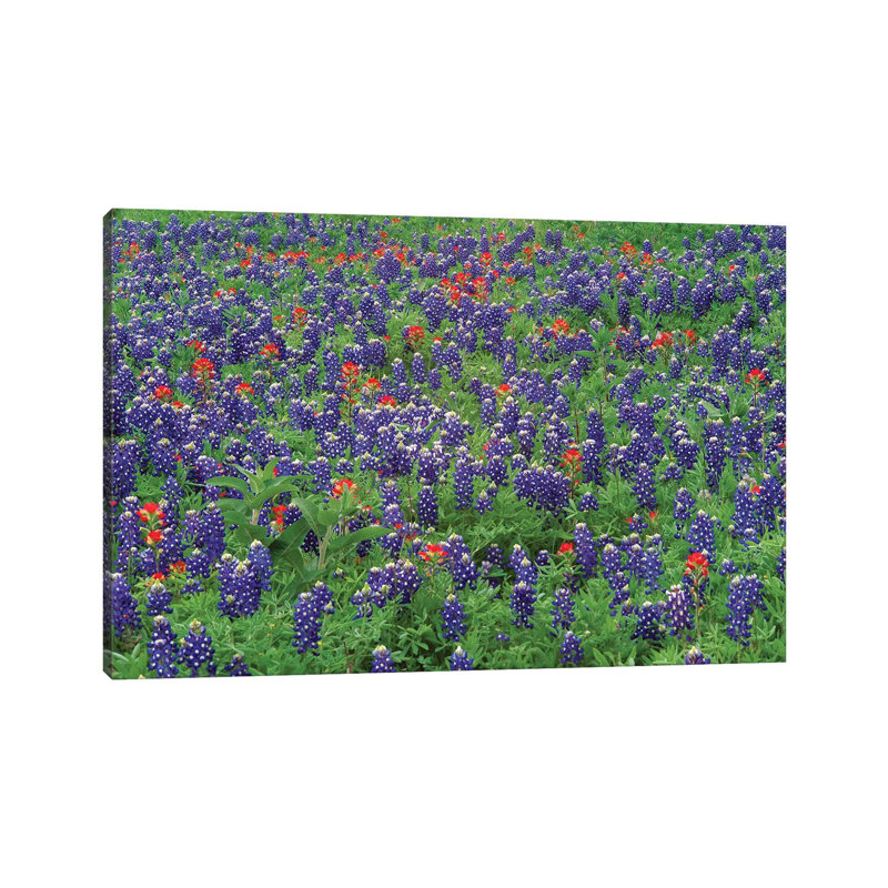 Sand Bluebonnet and Paintbrush Flowers, Hill Country, Texas II 1 Piece Wrapped Canvas Wall Art