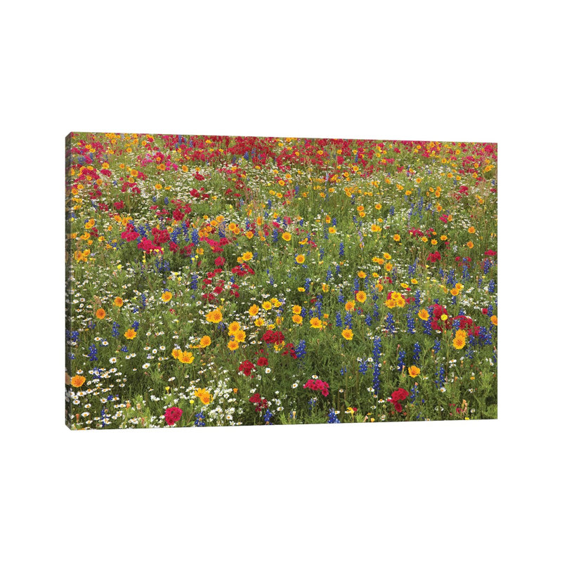 Drummond's Phlox, Bluebonnet Near Westhoff by Tim Fitzharris - Wrapped Canvas Print, 20.32 cm H x 30.48 cm W