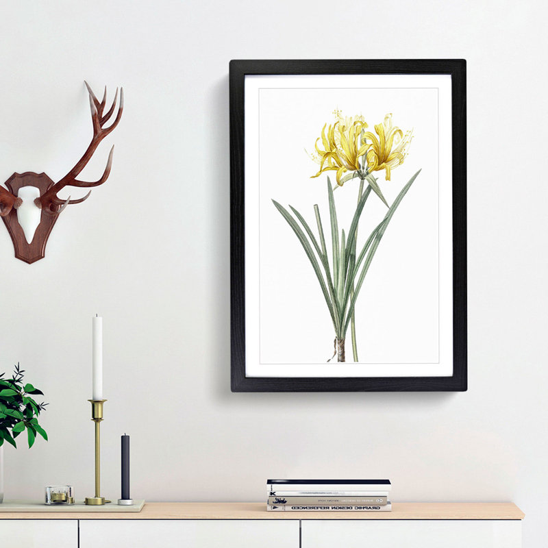 Golden Hurricane Lily by Pierre-Joseph Redoute - Picture Frame Painting Print, Black Framed, 36cm H x 27cm W x 2cm D