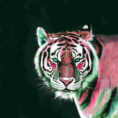Le tigre sur sarcelle foncé