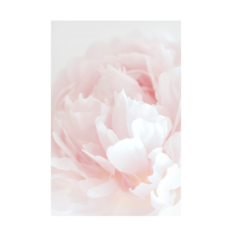 Pivoine bolognaise 05 sur toile, H 47 po x l 30 po x P 2 po
