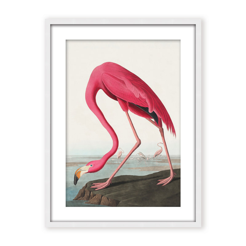 Coastal Retreat Pink Flamingo II From Birds Of America (1827), 24" H x 16" W x 2.375" D, Framed Canvas, Black