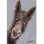 Rufus The Donkey - Wrapped Canvas Print-1428254470