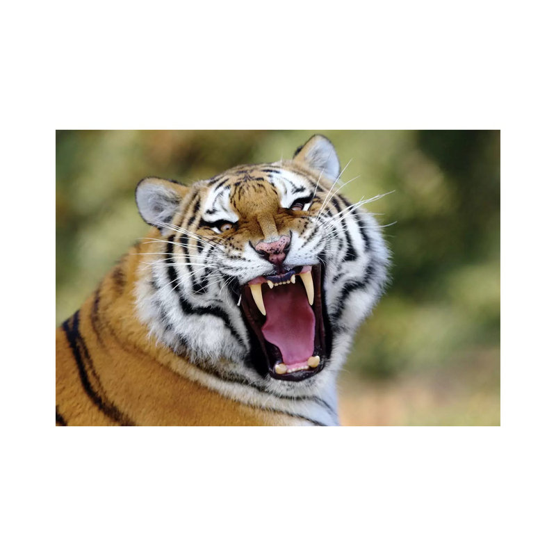 Tiger Roar by Goran Anastasovski - Wrapped Canvas Print, 20.32 cm H x 30.48 cm W
