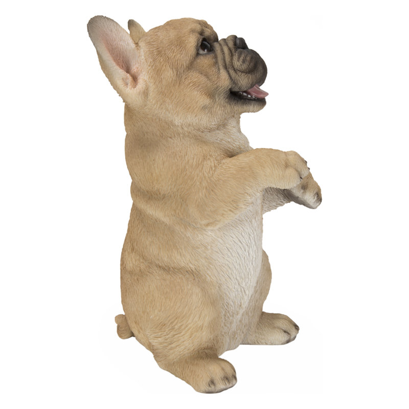Bouledogue français debout