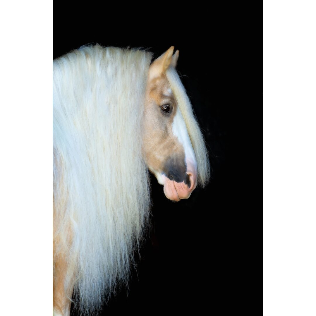 Leinwandbild Equine Portrait VIII von PHBurchett