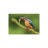 Kingfisher With Catch Print On Acrylic Glass