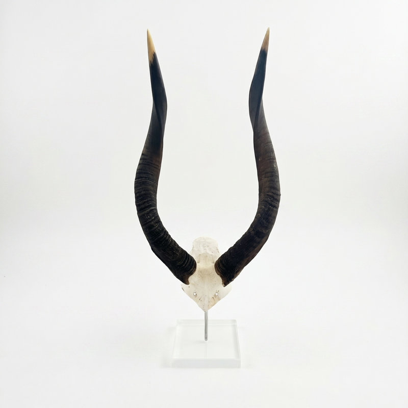 African Nyala V-Skull on Lucite Stand