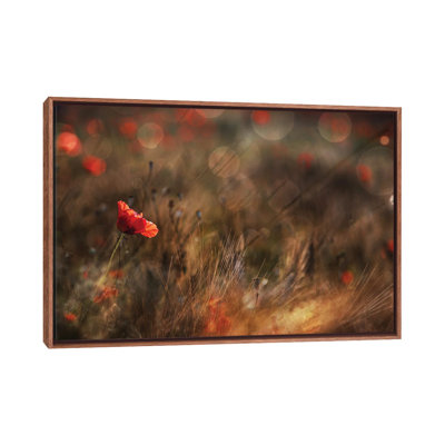 Poppy by Nicodemo Quaglia - Print on Canvas