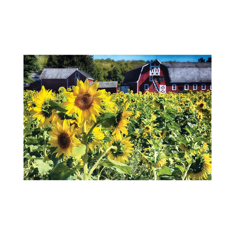 Sunflowers Field with a Barn, New Jersey 1 Piece Wrapped Canvas Wall Art, 20.32 cm H x 30.48 cm W