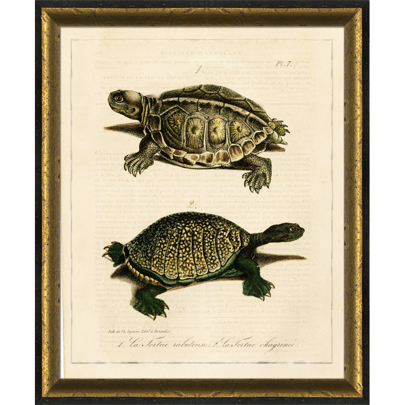 Turtle II Print