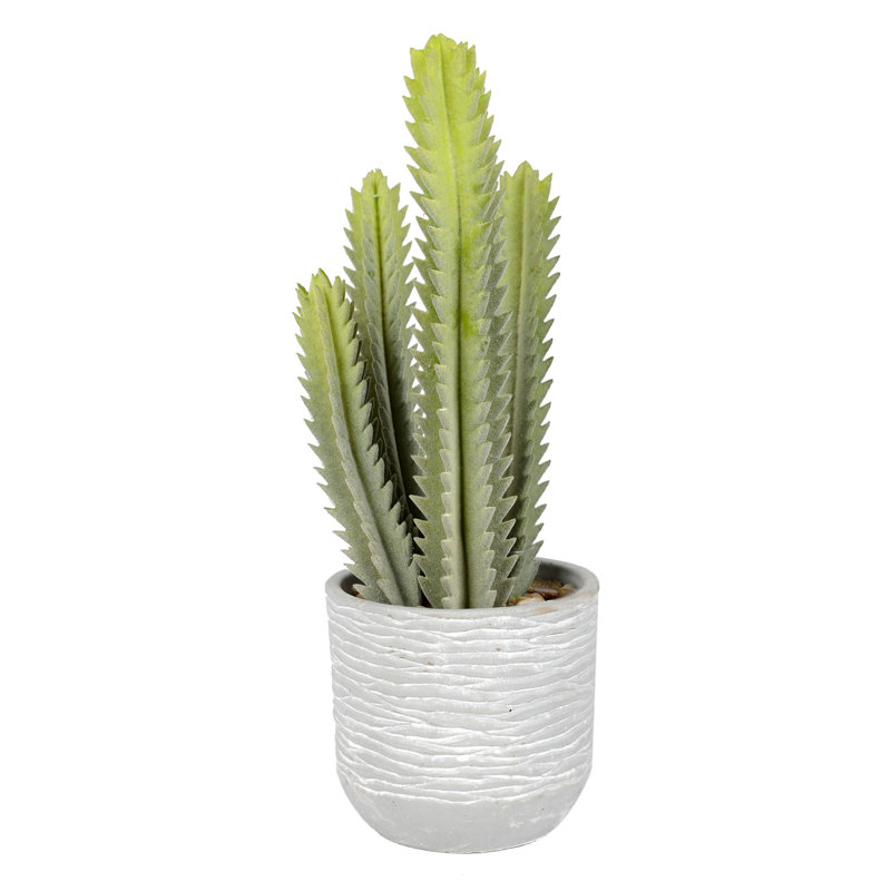 Cactus succulent en pot