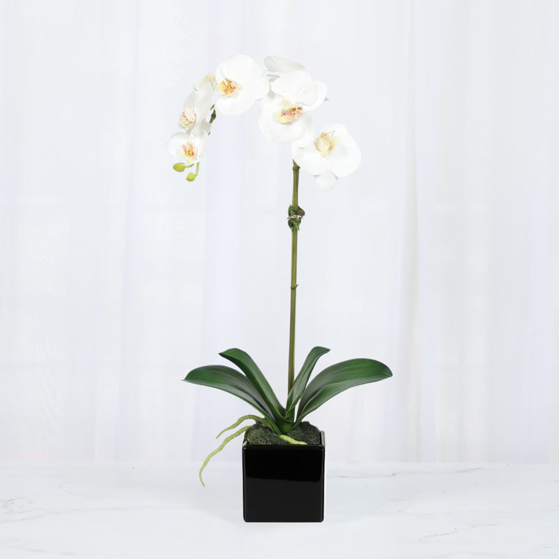 Arrangement d'orchidées en polysilk, Blanc, Noir