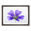 Purple Geranium Flower - Picture Frame Painting Print-56841973-56841978