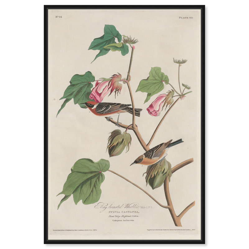 Art Remedy Botanical Prints Canvas, Warbler 1829, Black Floater Framed, 16" H x 11" W