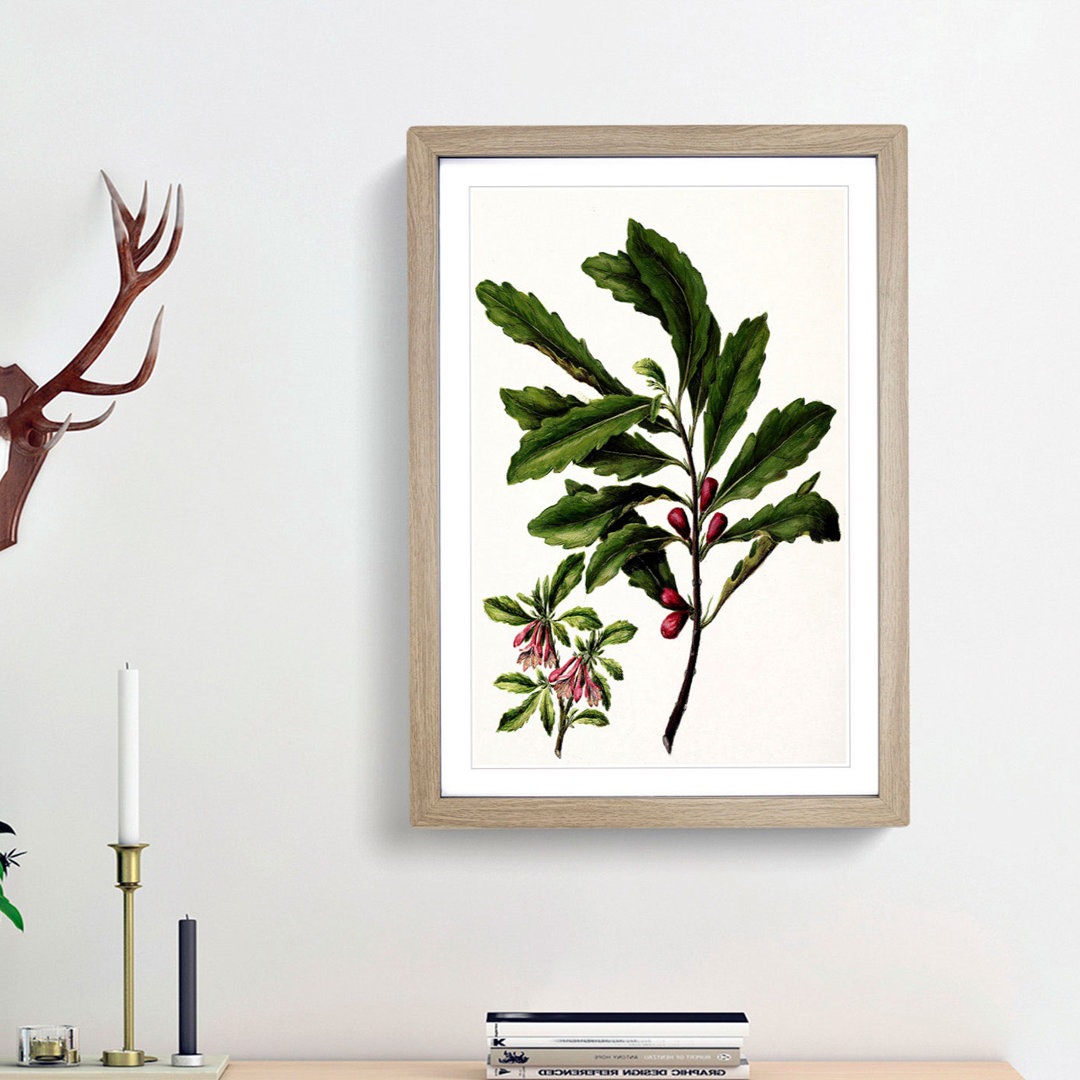 Toropapa Flowers by Sarah Featon - Picture Frame Painting Print