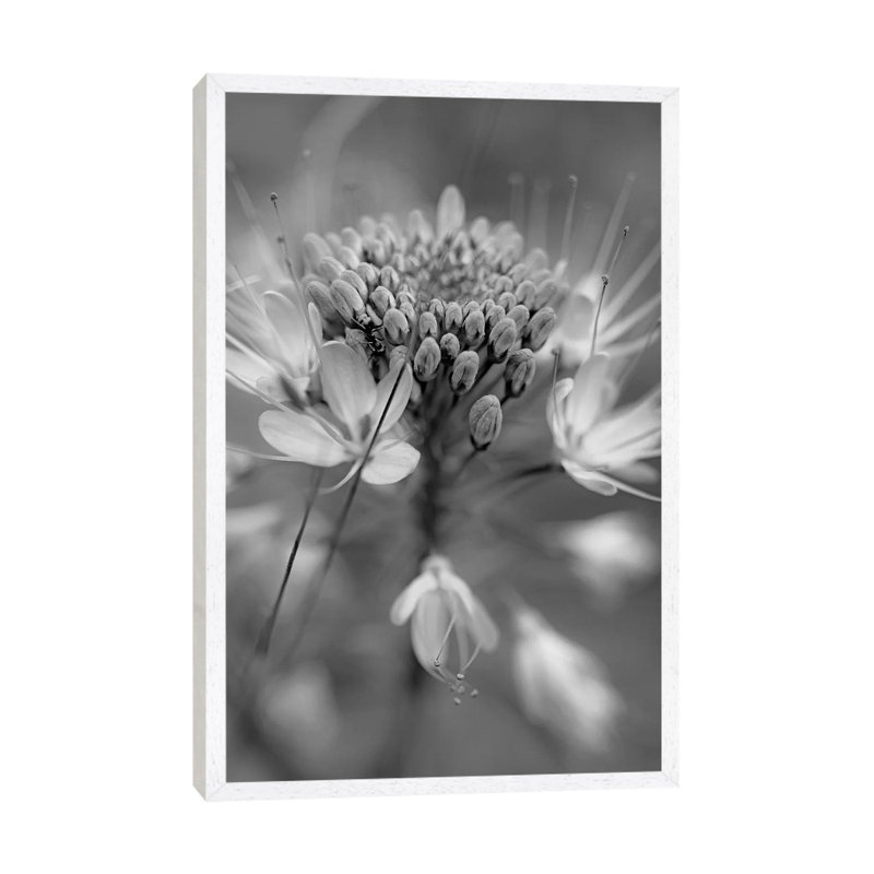 Rocky Mountain Bee Plant flower, Great Sand Dunes National Monument, Colorado 1 Piece Wall Art on Canvas, White Framed